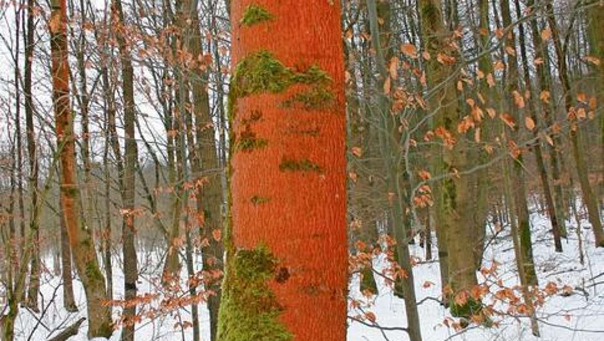 Schmalkalden: Eine Grünalge färbt Bäume rot