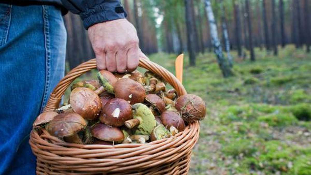 Thüringen: Offenbar nur mäßig gutes Pilzjahr in Thüringen
