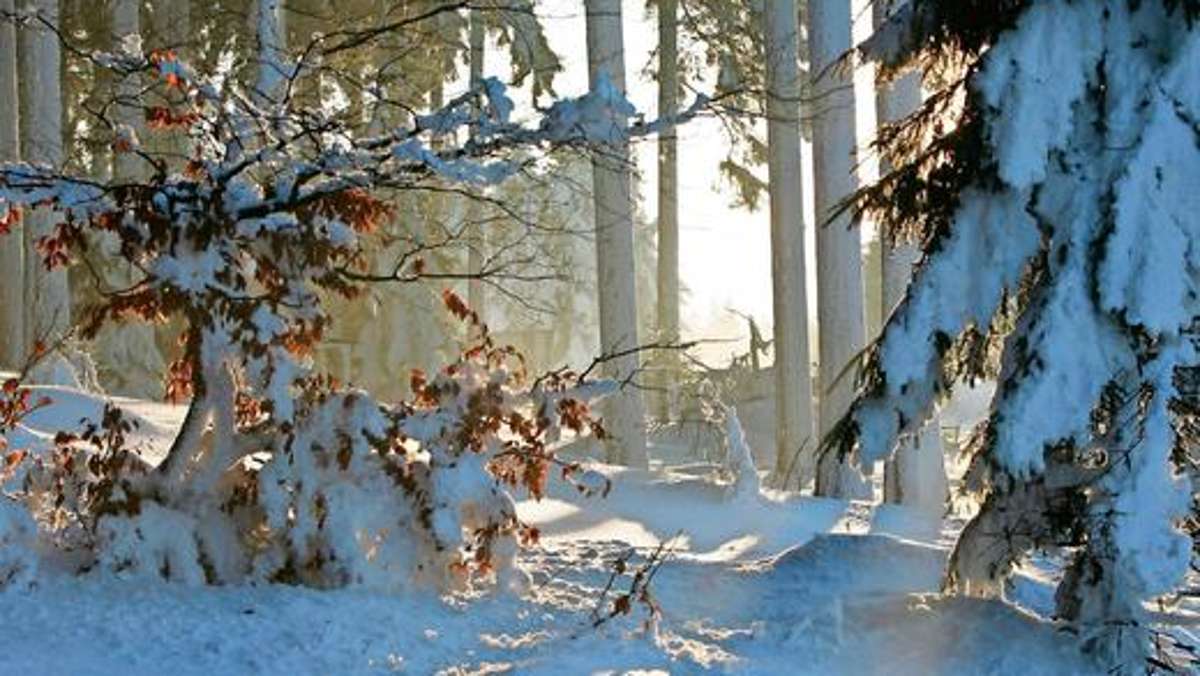 Zella-Mehlis: Teuerste Fichte kam aus dem Forstamt Oberhof