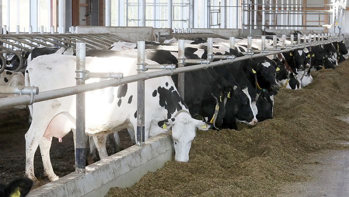 Milchbranche hinkt bei «Bio» nach - Preise ein Problem