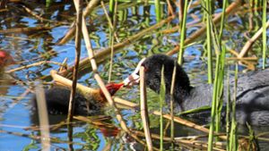 Bad Salzungen: Früher Vogelnachwuchs am Burgsee