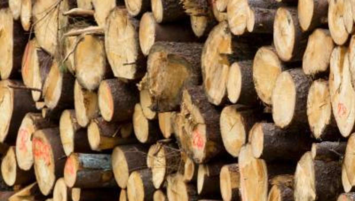 Thüringen: Droht wegen Holzvermarktung Kartellverfahren?