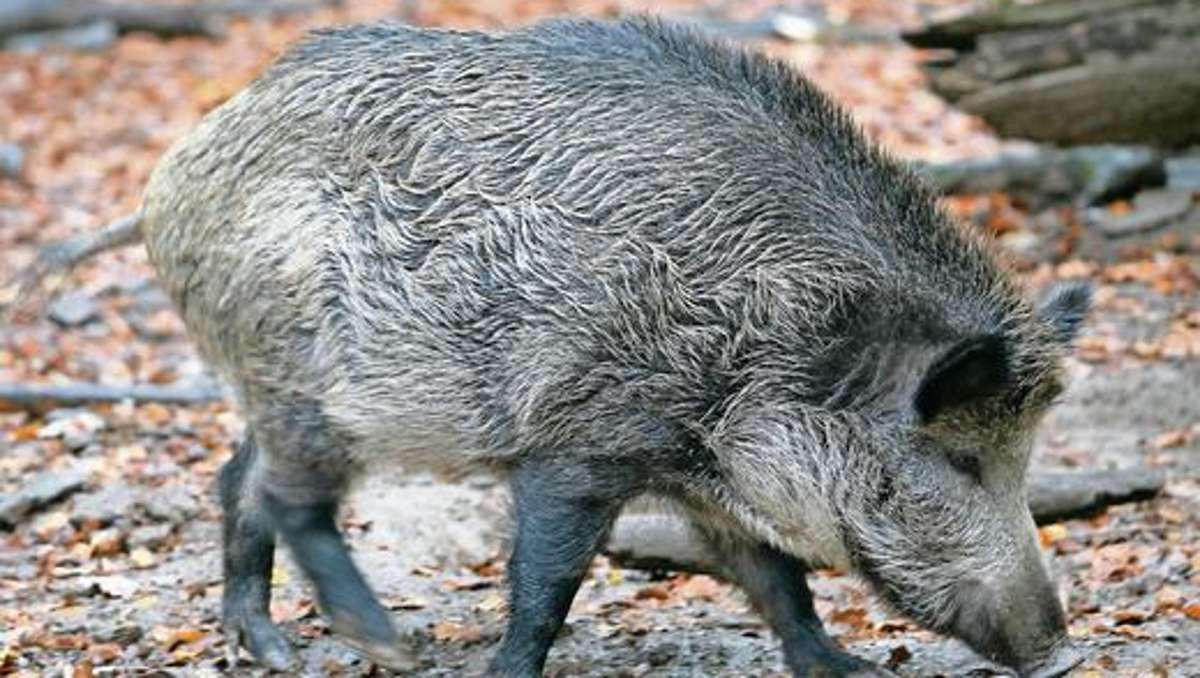 Thüringen: Ein Trüffel verstrahlt die Schweine