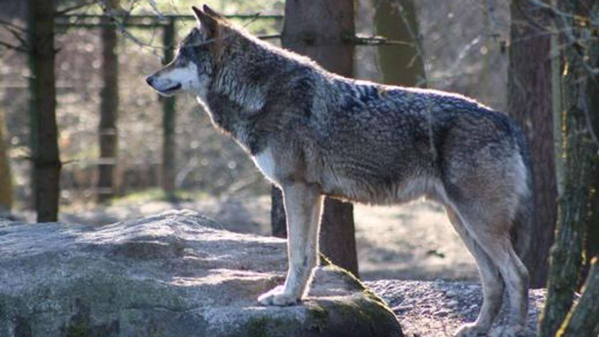 Thüringen: Umweltministerium: Erstmals Wolf in Thüringen gesichtet