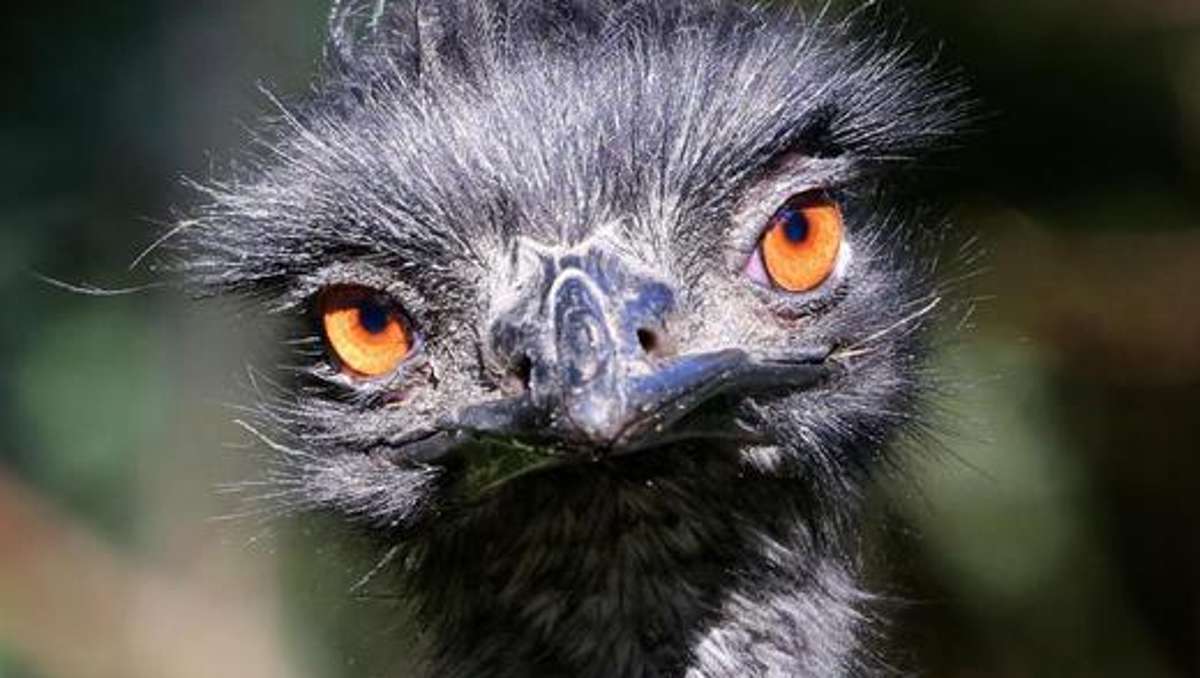 Bad Salzungen: Emu tritt auf Mann ein: Kein Abschuss