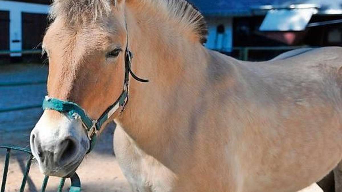 Suhl/ Zella-Mehlis: Wikinger-Pferd soll kleine Gäste durch Tierpark tragen