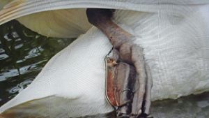 Verletzter Schwan: Tierrettung auf dem  Kiessee