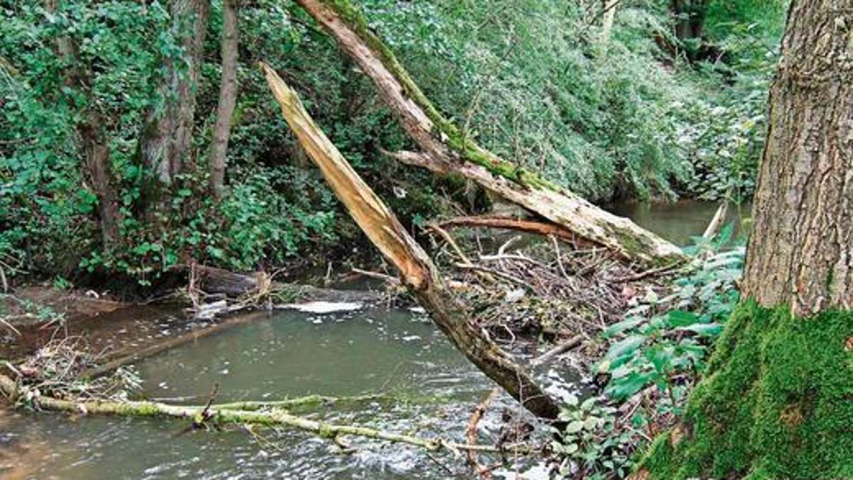 Meiningen: Flüsse von Baumsperren beräumen