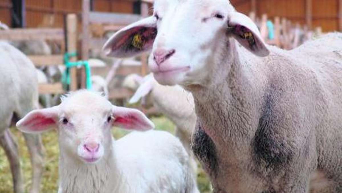 Thüringen: Schafzüchter bangen um ihre Tier-Bestände