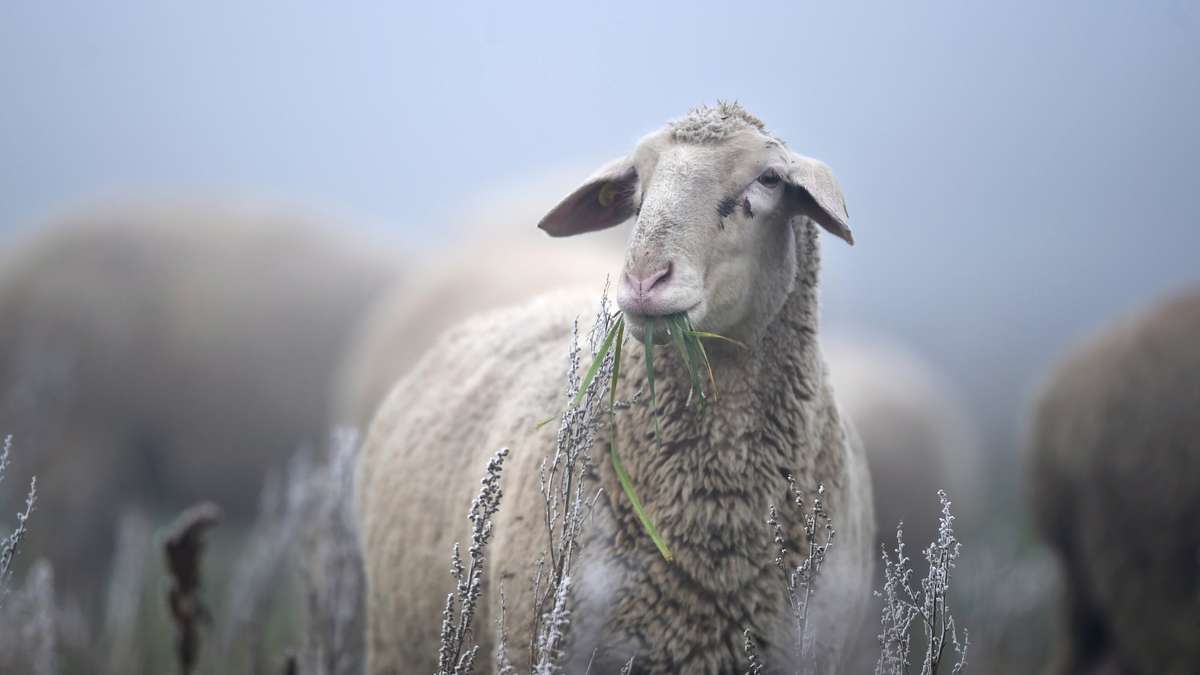 Thüringen: Unbekannte pflügen Schafweide mit Fahrzeug  regelrecht um