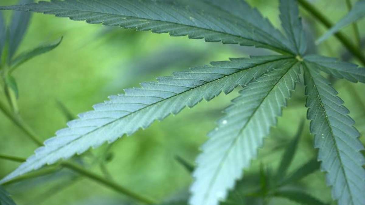 Thüringen: Cannabis-Plantage in Großneuhausen aufgelöst