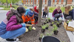 Baumscheibenpaten: Ilmenauer Schüler sorgen für Stadtgrün
