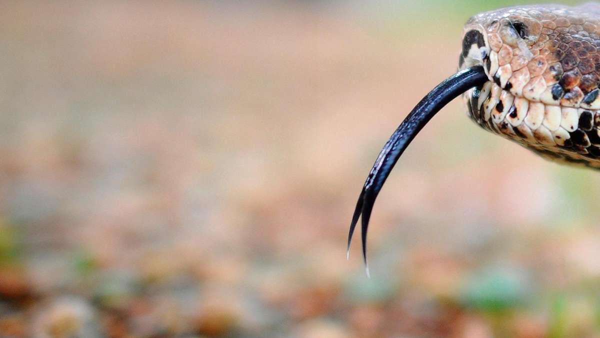 Nachbar-Regionen: Entwischte Würgeschlange kriecht aus kuriosem Versteck