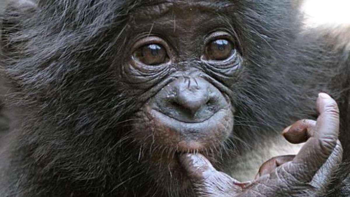 Zella-Mehlis: Busfahrer bremst für einen Affen: 1000 Euro Schaden