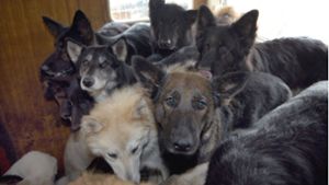 Verwahrloste Tiere: Springener Tierheim hilft bei Evakuierung 