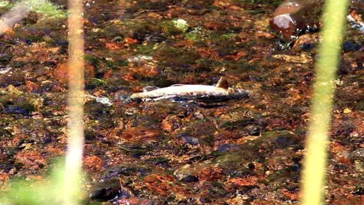 Schmalkalden: Rätselhaftes Fischsterben in der Schmalkalde
