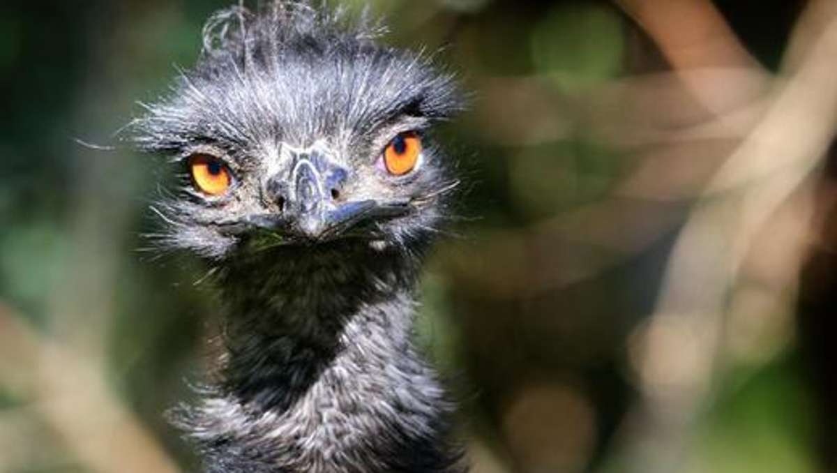 Bad Salzungen: Der Emu ist tot - Polizei erlegt Tier