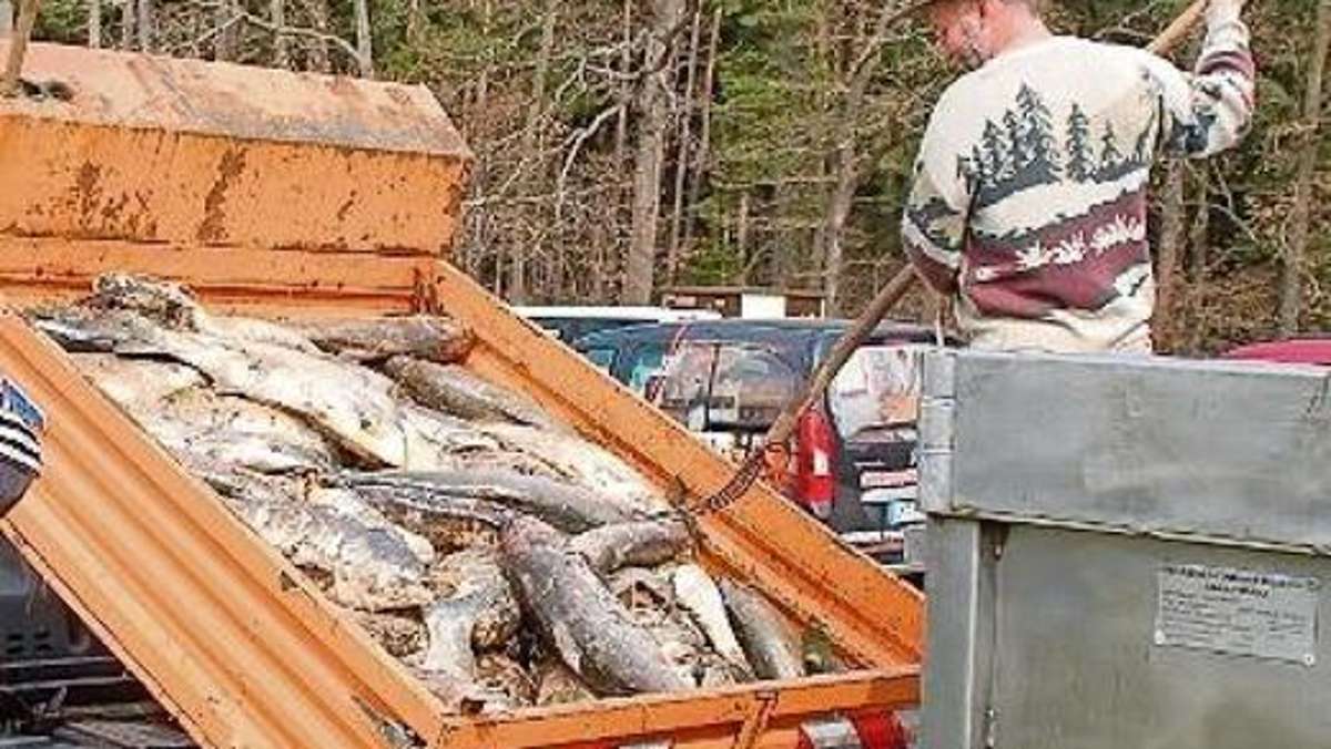 Ilmenau: Fisch-Sterben geht weiter: Schwerstarbeit für Angler