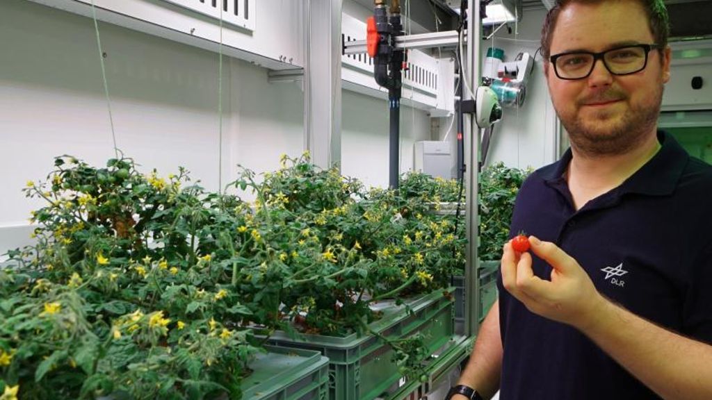 Tomaten für Mond und Mars: Forscher entwickeln Weltraum-Gewächshaus