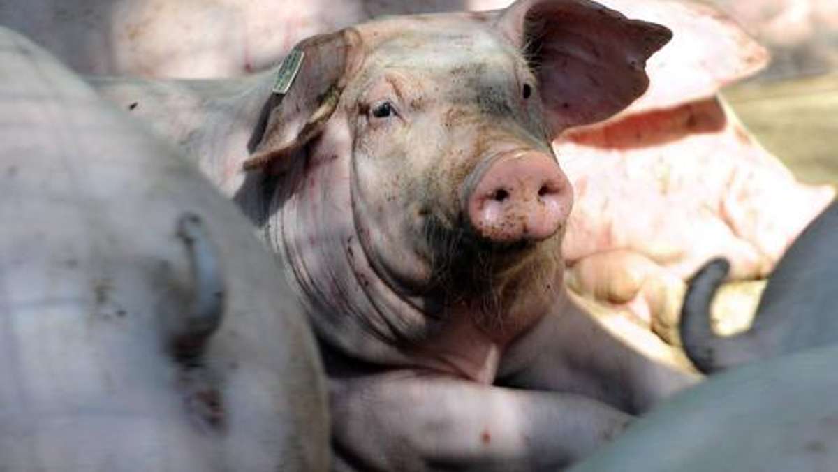 Thüringen: Behörde lässt elf Schweine in Zuchtbetrieb töten
