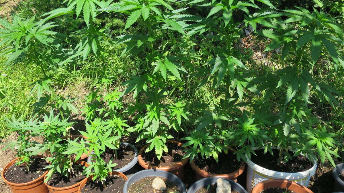 Nachbar-Regionen: Drei Hobbygärtner züchten Marihuana im Wald
