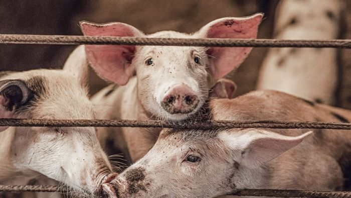 Minusgeschäft für Bauern: Billiges Schweinefleisch ruiniert Betriebe