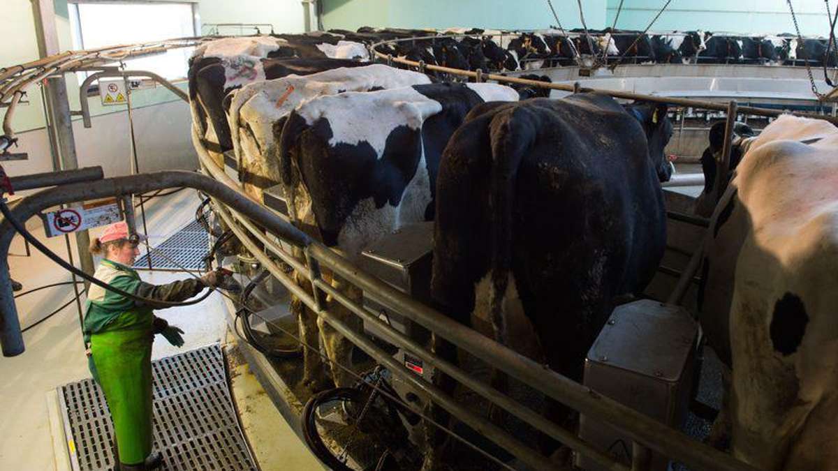 Wirtschaft: Mehr als 180 Milchbauern wollen EU-Hilfen