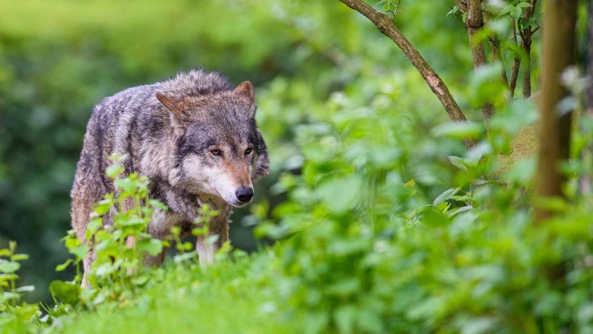 Erfurt/Ohrdruf: Ohrdrufer Wölfin soll zum Abschuss freigegeben werden