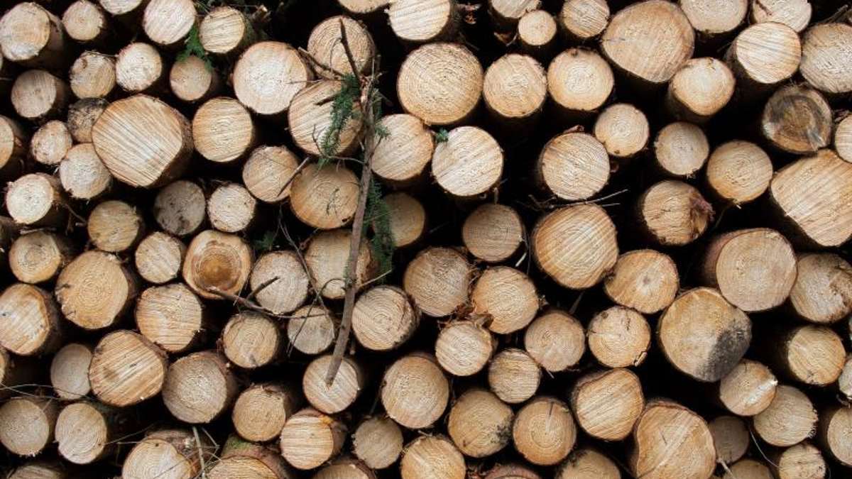 Thüringen: Holzauktion in Thüringen bringt 730 000 Euro ein