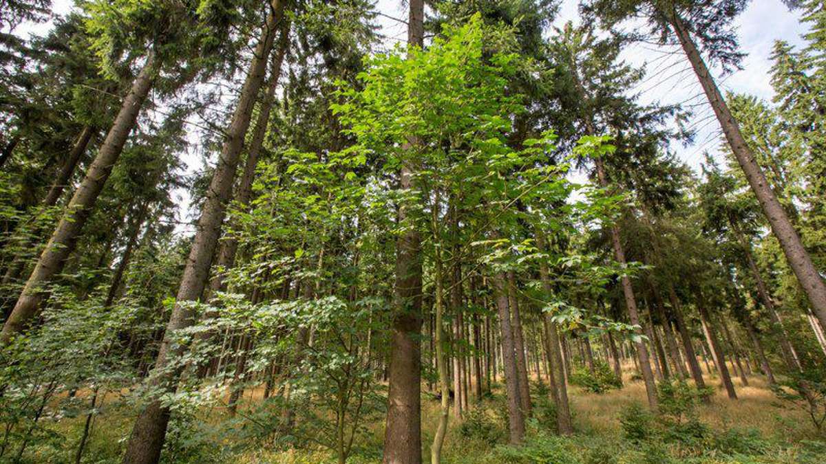 Thüringen: Trockenheit bringt Bäume in Not