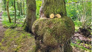 Märchenhaftes Wesen: Dieser Troll treibt im Ilmenauer Wald sein Unwesen