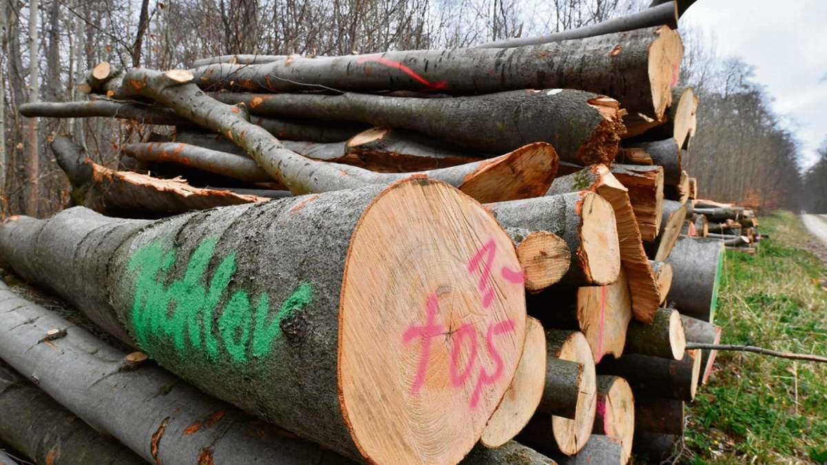 Thüringen: Klares Wort im Streit um mehr Waldwildnis
