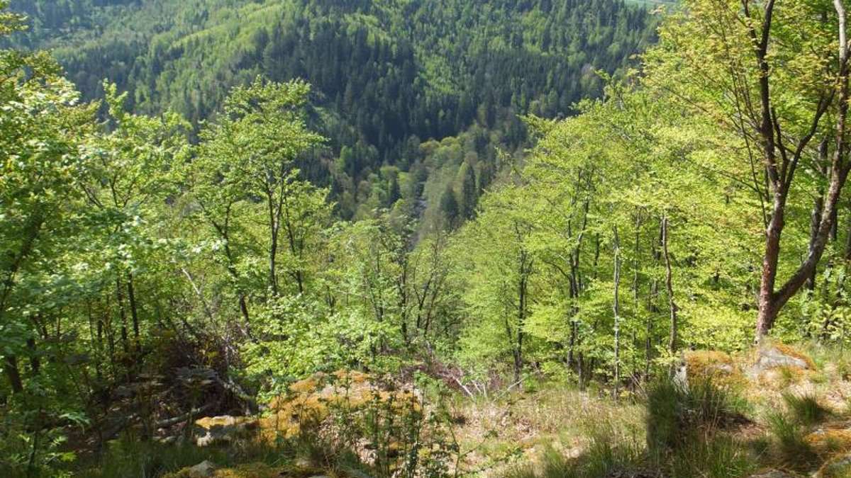 Nachbar-Regionen: Frankenwald ist Waldgebiet des Jahres