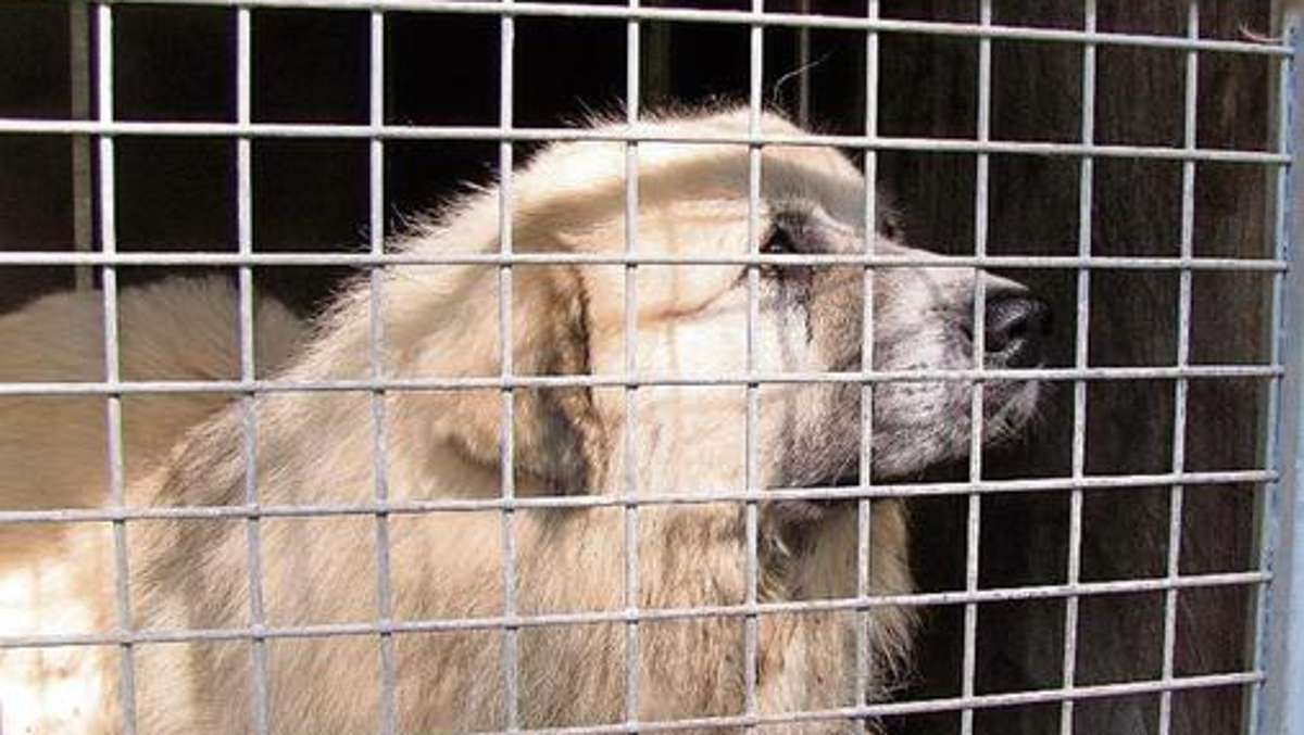 Bad Salzungen: Fünf Hunde aus Eisenach in Springen aufgenommen