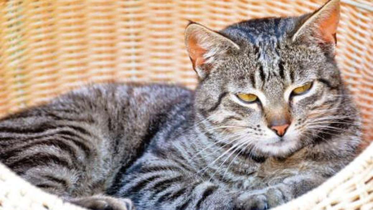 Werra-Bote: Mehrere Katzen sind in den vergangenen Wochen verschwunden