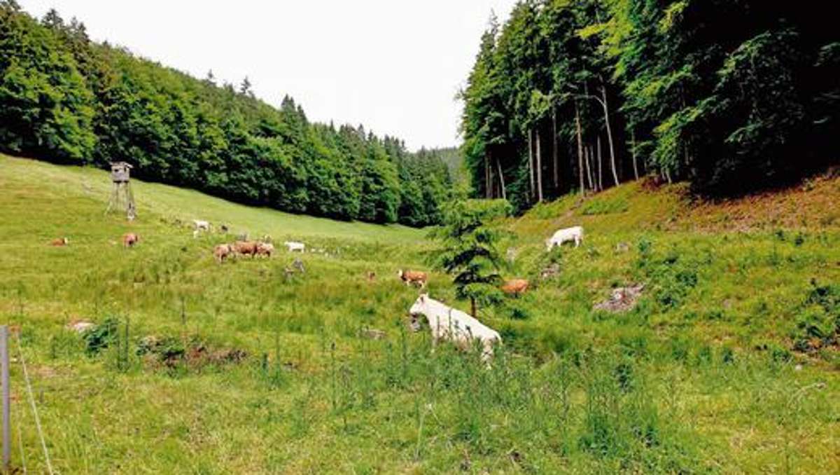 Schmalkalden: Landesforst schluckt den Stadtwald im Glasbach