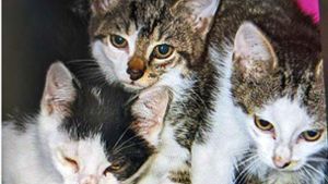 Tierheim bittet um Spenden und Hilfe für Streuner