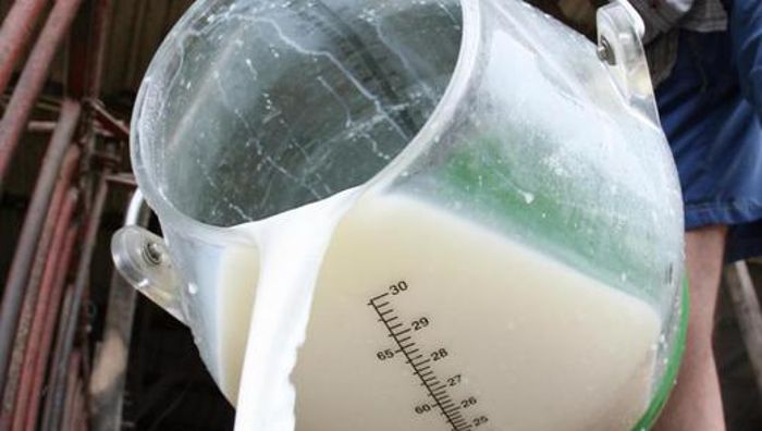 Milchbauern drosseln mit EU-Hilfe die Produktion