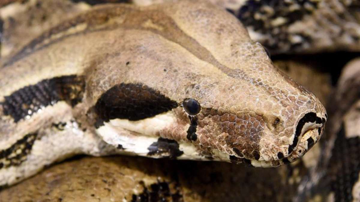 Thüringen: Tierische Funde - Schlangen ausgesetzt