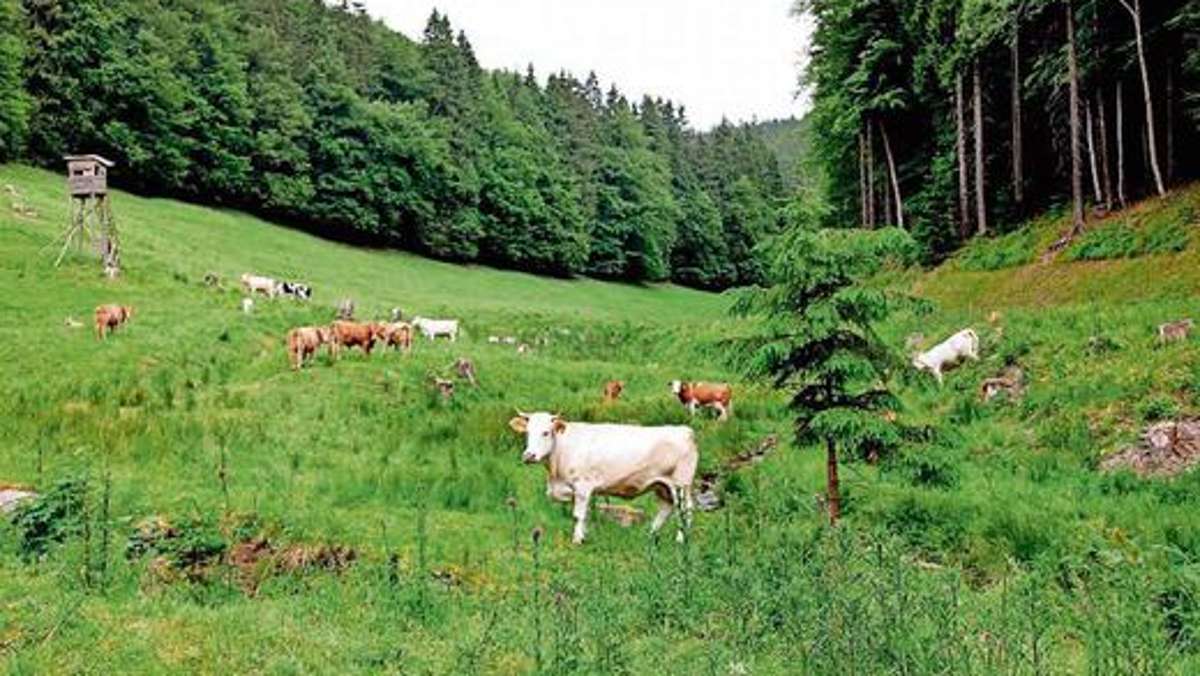 Schmalkalden: Thüringenforst bewirtschaftet nun Glasbach-Wald