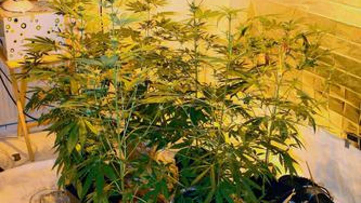 Sonneberg/Neuhaus: Marihuana-Plantage in Wohnung entdeckt