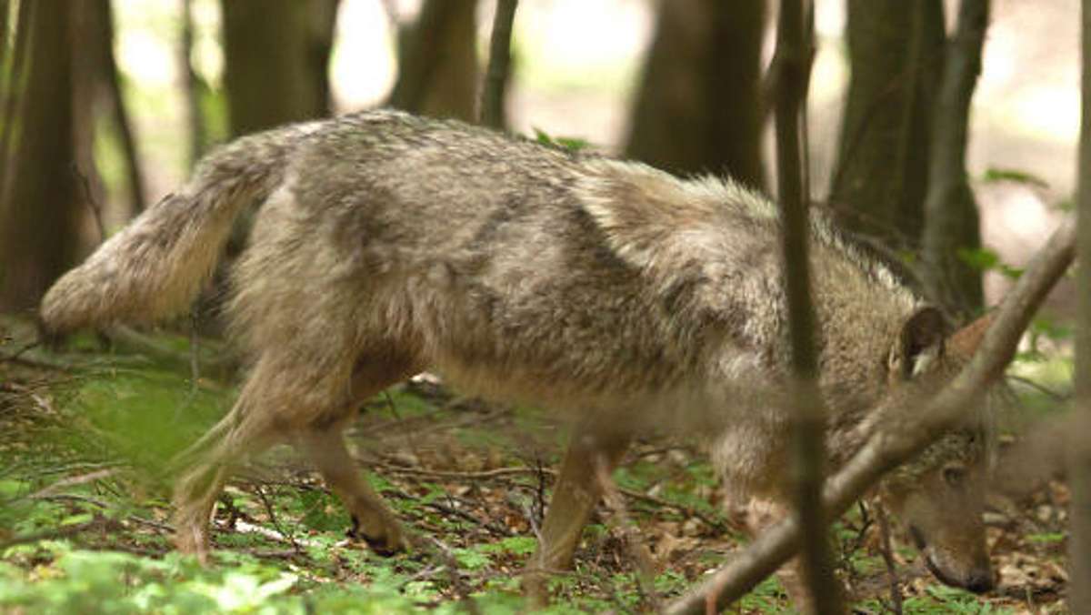 Thüringen: Zwei Schafe gerissen: Wolf-Angriff wird geprüft