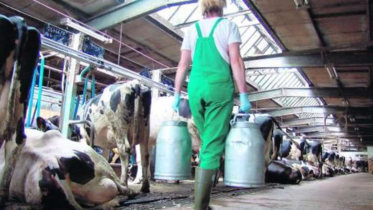 Bad Salzungen: Milch: Ein Drittel gab auf