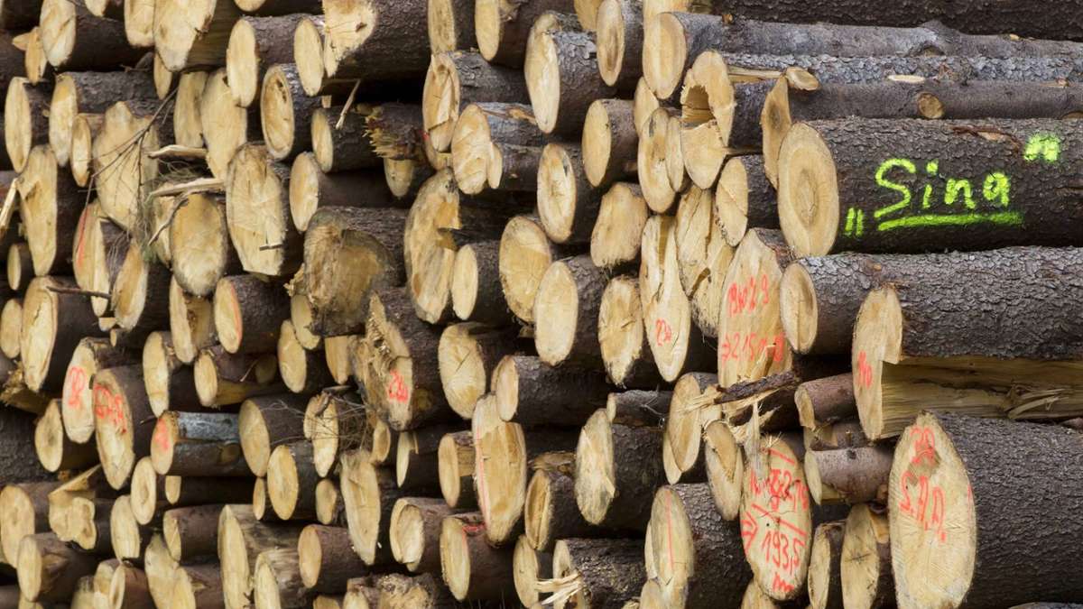 Thüringen: Umweltministerin: Entschädigung für ungenutzten Wald möglich