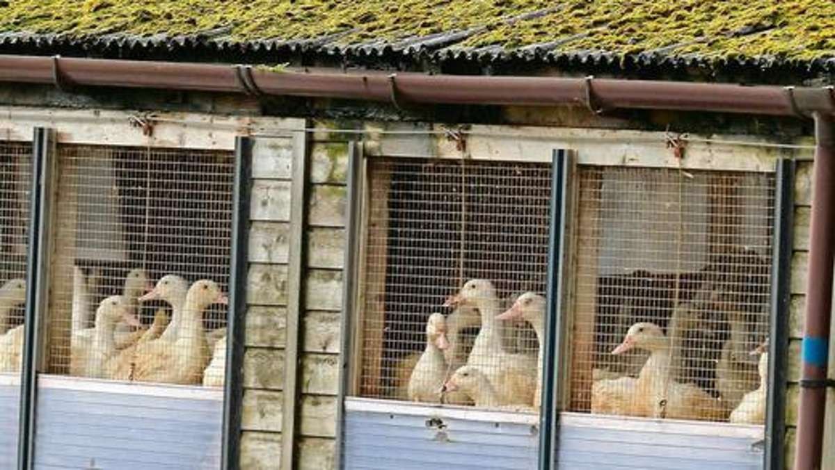 Thüringen: Zehntausende Thüringer Hühner bleiben im Stall