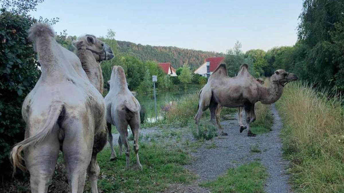 Thüringen: Kamele ausgebüxt - Halter fängt Tiere wieder ein