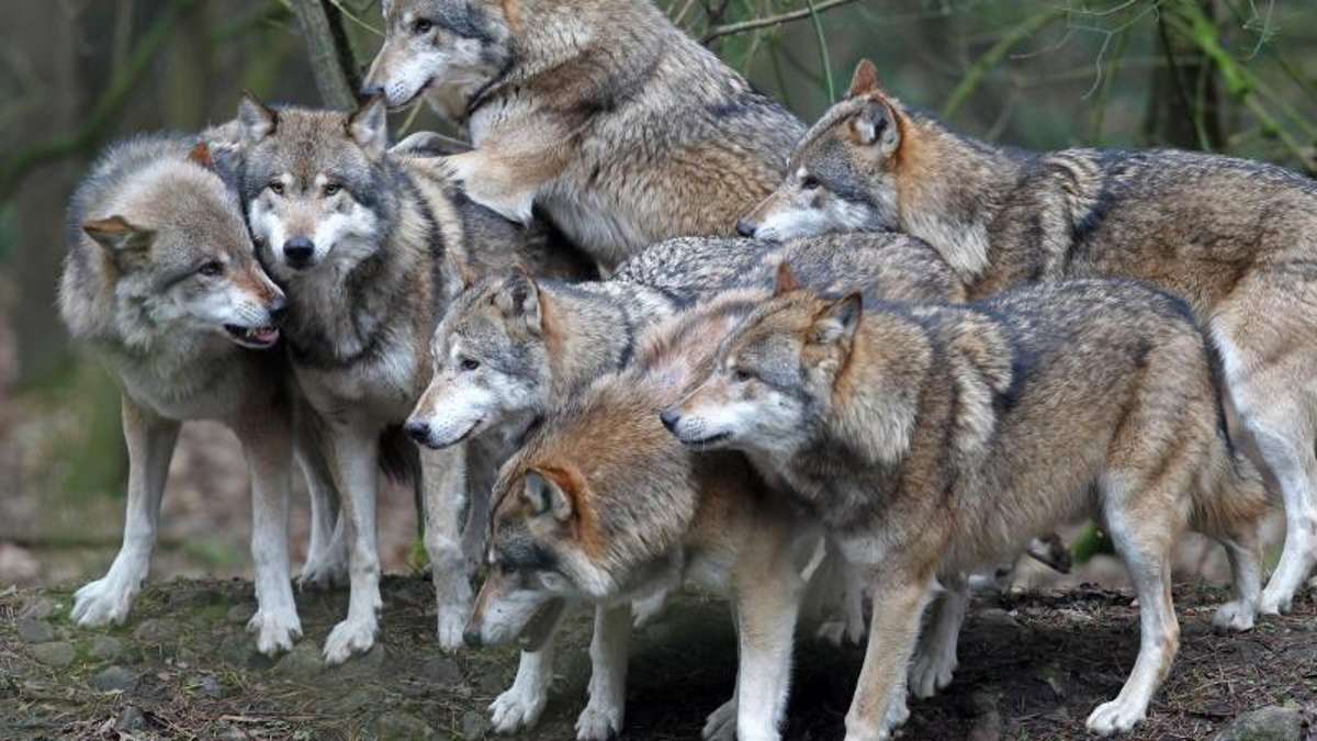Thüringen: Sechs Wolfshybriden entdeckt - Abschuss beabsichtigt