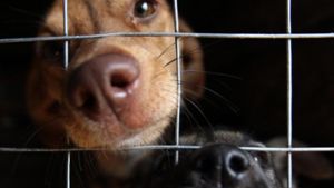 Mehr als 20 Hunde in kleinen Boxen vernachlässigt
