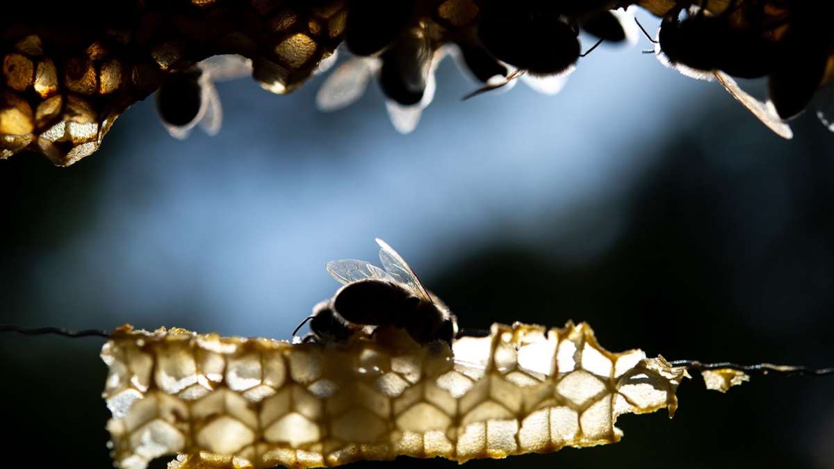 Tiere: Bienenseuche auch in Rosenheim festgestellt