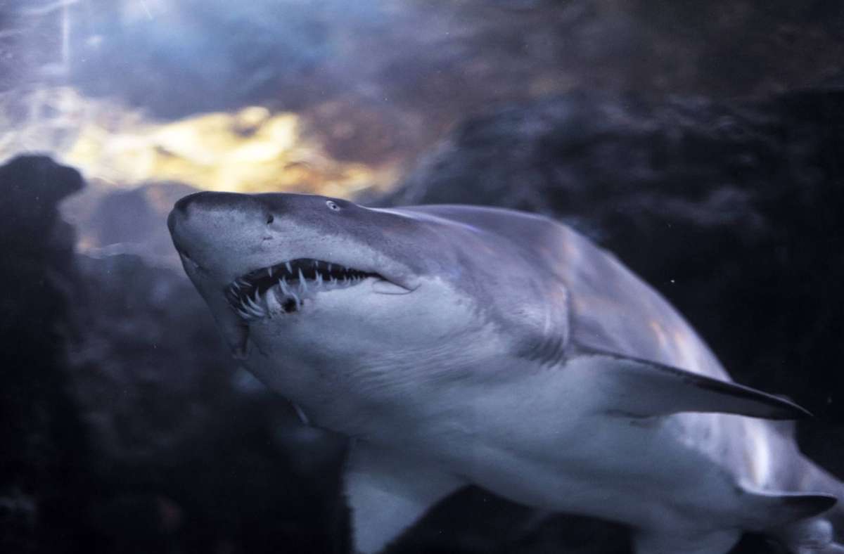 Die 16-Jährige starb nach einer mutmaßlichen Haiattacke. (Symbolbild) Foto: IMAGO/YAY Images/IMAGO/cynoclub